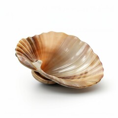 Clam isolated on white background