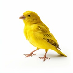 Canary isolated on white background