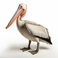Fototapeta na wymiar Pelican isolated on white background