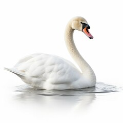 Swan isolated on white background