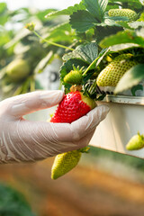 Strawberry harvest in greenhouse