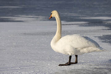 white swans on the lake in winter, wild swans