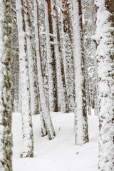 snowy landscapes of Puerto de Cotos in the Sierra de Guadarrama in Madrid in the month of March 2024