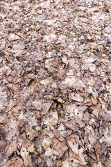 maple foliage that fell to the ground in the winter season