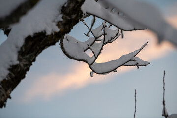 Tree and sunrise