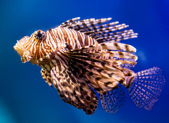 exotic fish with long fins on blue water background.