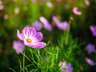 Fototapeta premium Close-up of beautiful cosmos flowers at cosmos field in moring sunlight. amazing of close-up of cosmos flower. nature flower background.