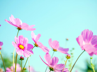 Fototapeta na wymiar Beautiful cosmos flower field and blue sky. Low angle view nature cosmos flower wallpaper background.