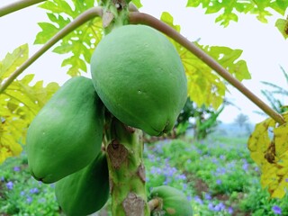 Fresh papaya on tree