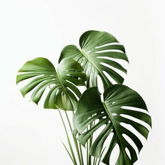 monstera leaves isolated on white