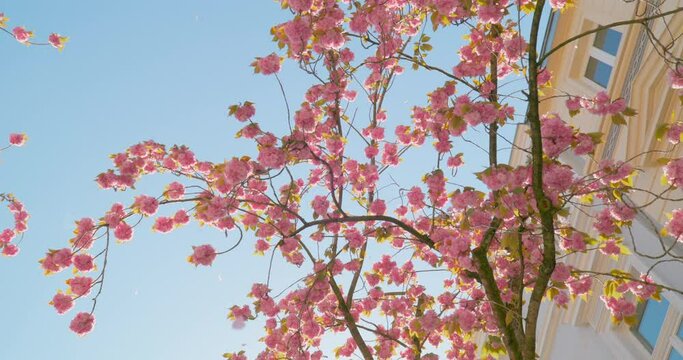 Cherry Blossom - The Grand Final - Lots of petals are blown away by gusts of wind - slow-mo