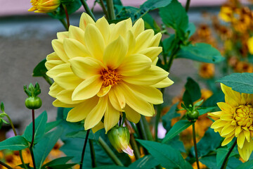 beautiful decorative dahlia in the autumn evening city flowerbed near the house close-up. background for designer, artist, screensaver, desktop, wallpaper