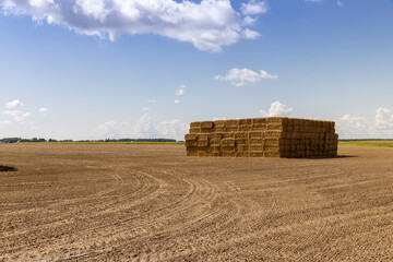 straw stacks in the field after the grain harvest