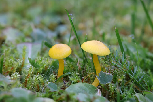 Butter waxcap, Hygrocybe ceracea, wild mushroom from Finland