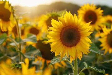 Obraz premium Beautiful sunflowers close-up in the field.