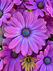 Osteospermum African Daisy 