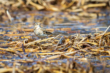 early spring wetland scene. water pipit. a lark sitting on a marsh lark	
