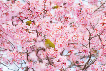 White-eye feeding on nectar from early blooming cherry blossoms Close-up