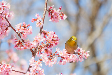 White-eye feeding on nectar from early blooming cherry blossoms Close-up