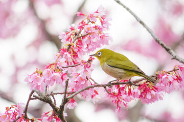 Fototapeta premium White-eye feeding on nectar from early blooming cherry blossoms Close-up