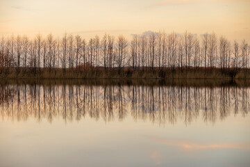 A thin row of deciduous trees on the lake shore