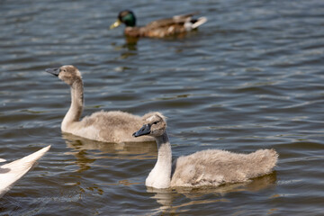grey chicks of the white sibilant swan with grey down