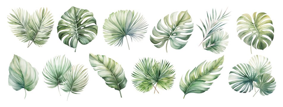 watercolor tropical green leaves set illustration isolated