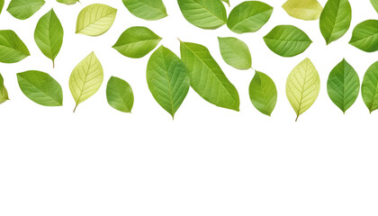 green leaves isolated on transparent background cutout