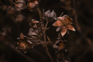 autumn leaves on the tree
