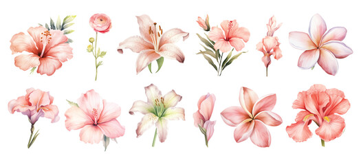 watercolor pink tropical flowers set hand drown illustration - obrazy, fototapety, plakaty