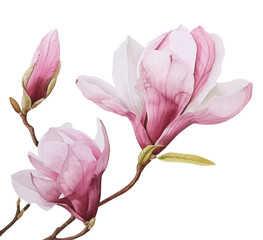 Watercolor branch of magnolia flowers. Magnolia flowers and buds on a transparent background. Template for spring designs. Element for wedding invitations, designs, etc.