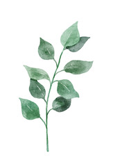 Watercolor tree branch. Hand drawn illustration with leaves isolated on white background.