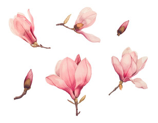 Watercolor magnolia set. Hand drawn sketch floral illustrations. Isolated vector flowers on white background