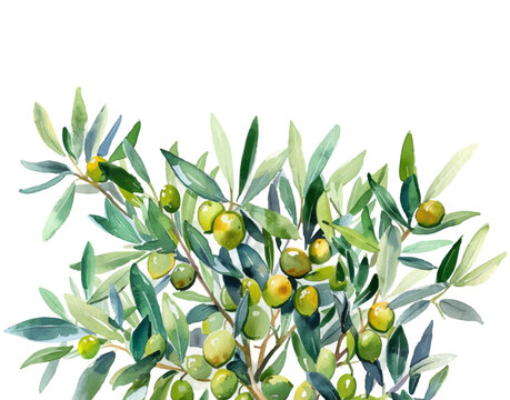 Watercolor lush olive tree branches with leaves and olives. Olive tree. Watercolor hand painted olive branch. Vector illustration.