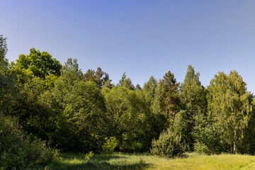 rural area with different deciduous trees in a mixed forest