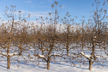 old foliage on apple trees in the orchard during frosts in winter