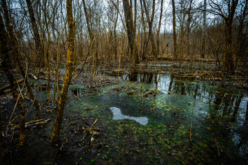 Water in the forest . Old lake in the woods . Green and blue river . Mystery weather. Olds trees . Forest beauty . Frozen forest and frozen lake . 