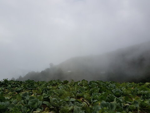 fog in the mountains