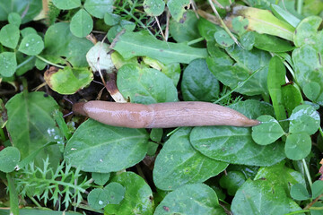 Milky slug, Deroceras agreste, also known as arctic field slug or field slug 