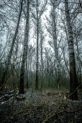 Mystery winter forest . Trees and woods . Nature at winter season . Cold on the image . Old and tall trees . Colors of the winter . Cloudy weather . 