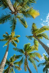 Naklejka premium Top of coconut trees blue sky in the background, concept of summer, beach, vacation.