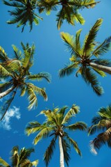 Fototapeta na wymiar Top of coconut trees blue sky in the background, concept of summer, beach, vacation.