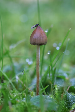 Liberty bell, Psilocybe semilanceata, also known as magic mushroom, hallucinogenic fungus from Finland