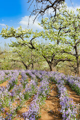 Spring flowering landscape of pear trees in Qianxi, Hebei, China