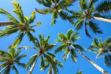 Top of coconut trees blue sky in the background, concept of summer, beach, vacation.