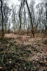 Landscape in the old forest. Winter in the forest , old trees and Cloudy weather . Mystery forest. Nature at winter season . 