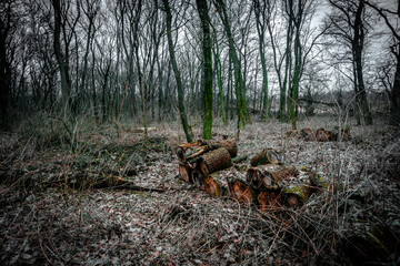 Landscape in the old forest. Winter in the forest , old trees and Cloudy weather . Mystery forest. Nature at winter season . 