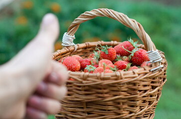 strawberries in a basket summer