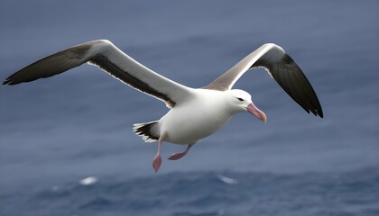 Fototapeta na wymiar An Albatross With Its Long Slender Wings Outstret