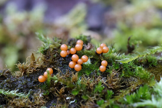 Trichia botrytis, a slime mold from Finland, no common English name